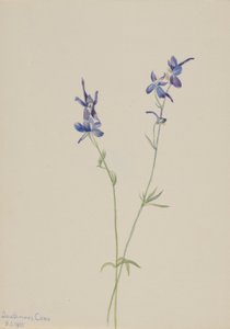 Sininen Larkspur (Delphinium nuttallianum) tekijältä Mary Vaux Walcott