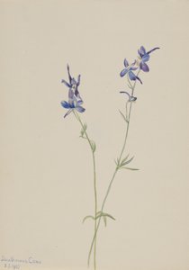 Blue Larkspur Delphinium nuttallianum, 1905. tekijältä Mary Vaux Walcott