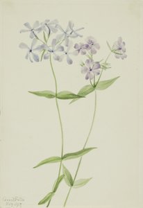 Siniflox (Phlox divaricata) tekijältä Mary Vaux Walcott