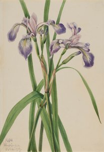 Blueflag Iris Iris versicolor, 1919. tekijältä Mary Vaux Walcott