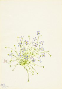Siniset (Houstonia serpyllifolia) tekijältä Mary Vaux Walcott