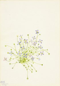 Bluets Houstonia serpyllifolia, 1934. tekijältä Mary Vaux Walcott