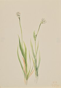Bog-Asphodel Tofieldia intermedia, 1920. tekijältä Mary Vaux Walcott