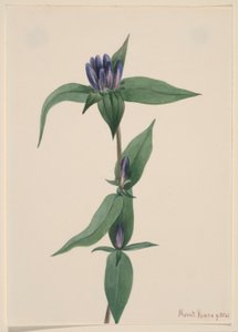 Pulloengian (Gentiana saponaria) tekijältä Mary Vaux Walcott