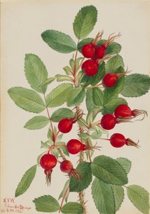 Bourgeau Rose Rosa bourgeauiana, 1923. tekijältä Mary Vaux Walcott