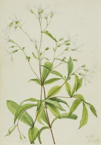 Bowmansroot (Porteranthus trifoliatus) tekijältä Mary Vaux Walcott