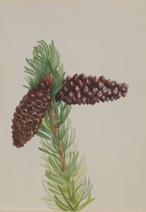 Harjakuopamänty (Pinus aristata) tekijältä Mary Vaux Walcott
