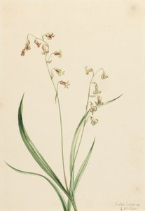 Länsi-Stenanthiumin pronssikellot, 1906. tekijältä Mary Vaux Walcott