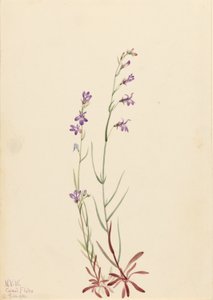 Purolobelia (Lobelia kalmii) tekijältä Mary Vaux Walcott