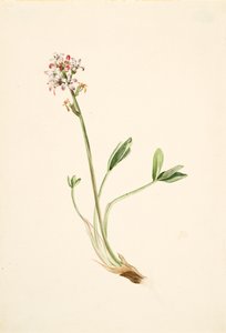 Buckbean Menyanthes trifoliata, n. 1900-1920. tekijältä Mary Vaux Walcott
