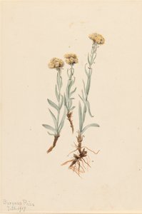 Buff Pussytoes Antennaria luzuloides, 1917. tekijältä Mary Vaux Walcott
