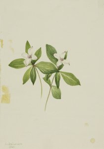 Kanadan Bunchberry Horn, 1902. tekijältä Mary Vaux Walcott
