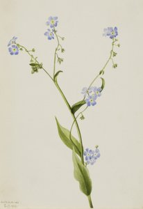 Bur-unohda minua Lappula diffusa, 1903. tekijältä Mary Vaux Walcott