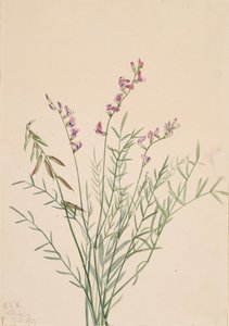 Burgess Milkvetch Astragalus bourgovii, 1922. tekijältä Mary Vaux Walcott