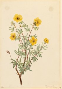 Bush Cinquefoil Potentilla fruticosa, 1917. tekijältä Mary Vaux Walcott