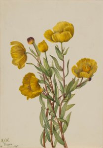Pensasmaitikka (Dendromecon rigidum) tekijältä Mary Vaux Walcott