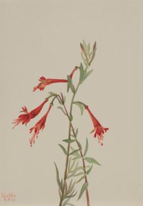 Kalifornian Fuschia (Zauschneria californica) tekijältä Mary Vaux Walcott