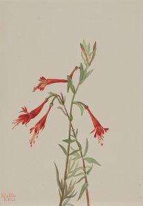 Kalifornian Fuschia Zauschneria californica, 1936. tekijältä Mary Vaux Walcott