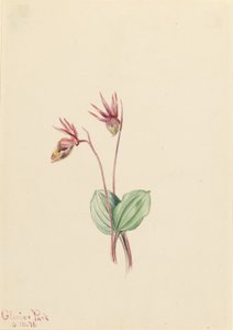 Calypso (Cytherea bulbosa) tekijältä Mary Vaux Walcott