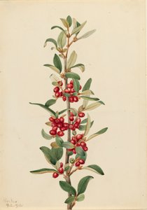 Kanada Buffaloberry Lepargyrea canadensis, 1916. tekijältä Mary Vaux Walcott