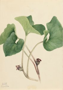 Kanada Wild Ginger Asarum canadense, 1920. tekijältä Mary Vaux Walcott