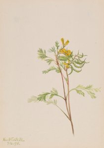 Capnoides aureum, 1918. tekijältä Mary Vaux Walcott
