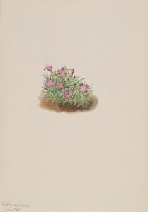 Matto Pink Silene acaulis, 1905. tekijältä Mary Vaux Walcott