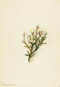 Cassiope (Cassiope mertensiana) tekijältä Mary Vaux Walcott