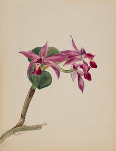 Cattleya ylpeä, 1881. tekijältä Mary Vaux Walcott
