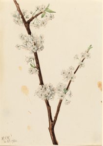 Chickasaw Luumu (Prunus angustifolia) tekijältä Mary Vaux Walcott