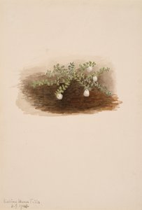 Chiogenes hispidula, 1904. tekijältä Mary Vaux Walcott