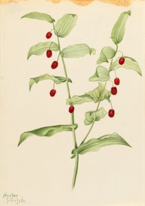 Kierretty varsi (Streptopus amplexifolius) tekijältä Mary Vaux Walcott