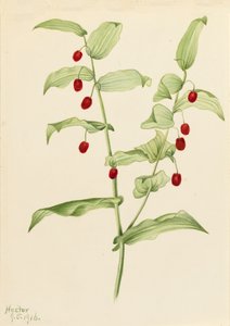 Kierretty varsi Streptopus amplexifolius, 1916. tekijältä Mary Vaux Walcott