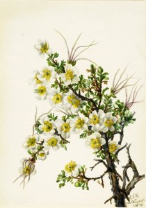 Cliffrose Cowania Stansburiana, 1934. tekijältä Mary Vaux Walcott