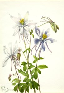 Akileija (Aquilegia ecalcarata) tekijältä Mary Vaux Walcott