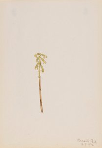 Corathorhiza corallorhiza tekijältä Mary Vaux Walcott