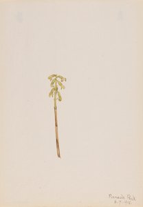 Corathorhiza corallorhiza, 1918. tekijältä Mary Vaux Walcott
