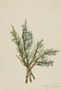 Hiipivä kataja Juniperus horizontalis, 1918. tekijältä Mary Vaux Walcott