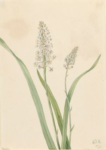 Crowpoison Chrosperma muscaetoxicum, 1921. tekijältä Mary Vaux Walcott