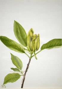Kurkkupuu (Magnolia scuminata) tekijältä Mary Vaux Walcott