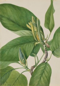 Kurkkupuu (Magnolia acuminata) tekijältä Mary Vaux Walcott