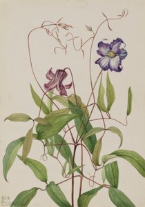 Kihara klematiisi (Clematis crispa) tekijältä Mary Vaux Walcott