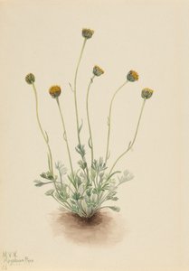 Cut Leaf Fleabane Erigeron tulitikku alasti, 1921. tekijältä Mary Vaux Walcott
