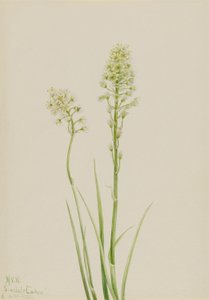 Kuolema Camas (Zygadenus venenosus) tekijältä Mary Vaux Walcott