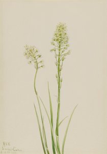 Death Camas Zygadenus myrkyllinen, 1923. tekijältä Mary Vaux Walcott