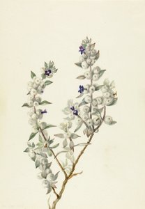 Kuolemanlaakson salvia (Salvia funerea) tekijältä Mary Vaux Walcott
