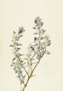 Death Valley Sage Salvia funerea, n. 1930-luvun alku. tekijältä Mary Vaux Walcott