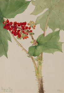 Devilsclub Echinopanax horridum, 1917. tekijältä Mary Vaux Walcott