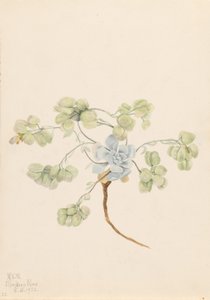 Kaksinkertainen rakkolehti (Physaria didymocarpa) tekijältä Mary Vaux Walcott