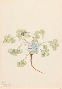 Kaksoisrakkula Physaria didymocarpa, 1920. tekijältä Mary Vaux Walcott